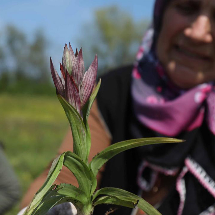 Orkide Hasadı