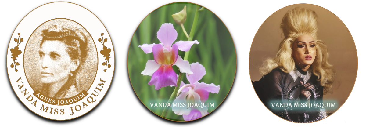 Vanda Miss Joaquim