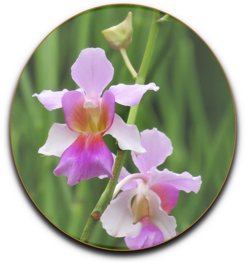 Vanda Miss Joaquim 